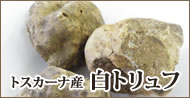 トスカーナ産 白トリュフ